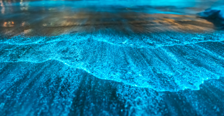 Bioluminesensi