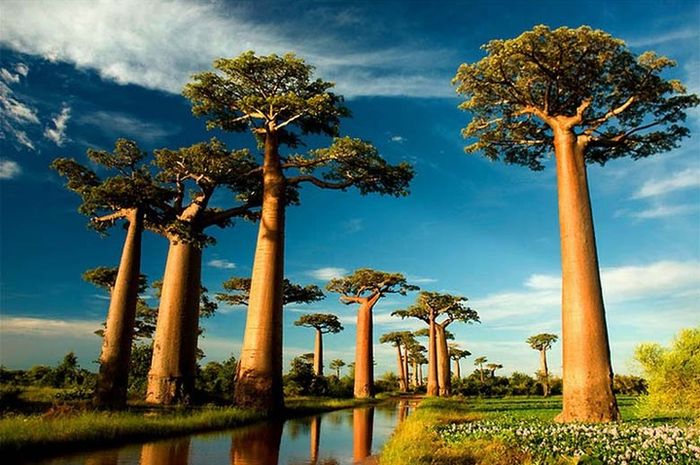 Fakta Menarik Tentang Pohon Baobab: Umur, Ukuran, dan Habitatnya