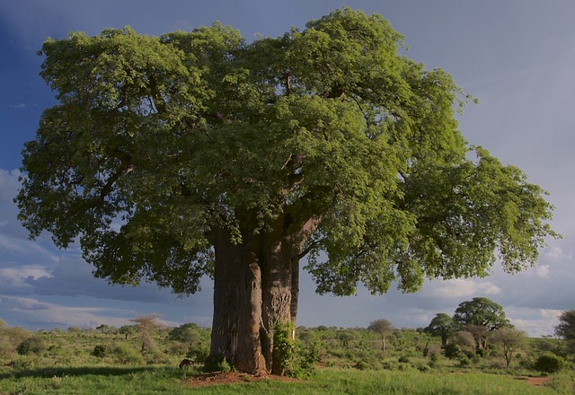 Fakta Menarik Tentang Pohon Baobab di Afrika