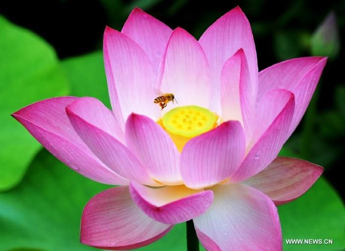 Fakta Menarik Tentang Tumbuhan Teratai