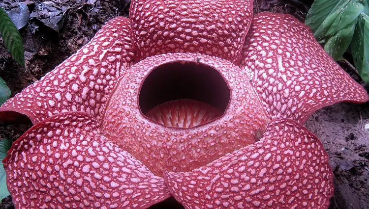 Rafflesia arnoldii