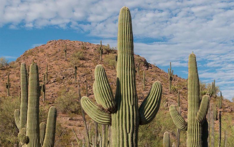 Kaktus Saguaro